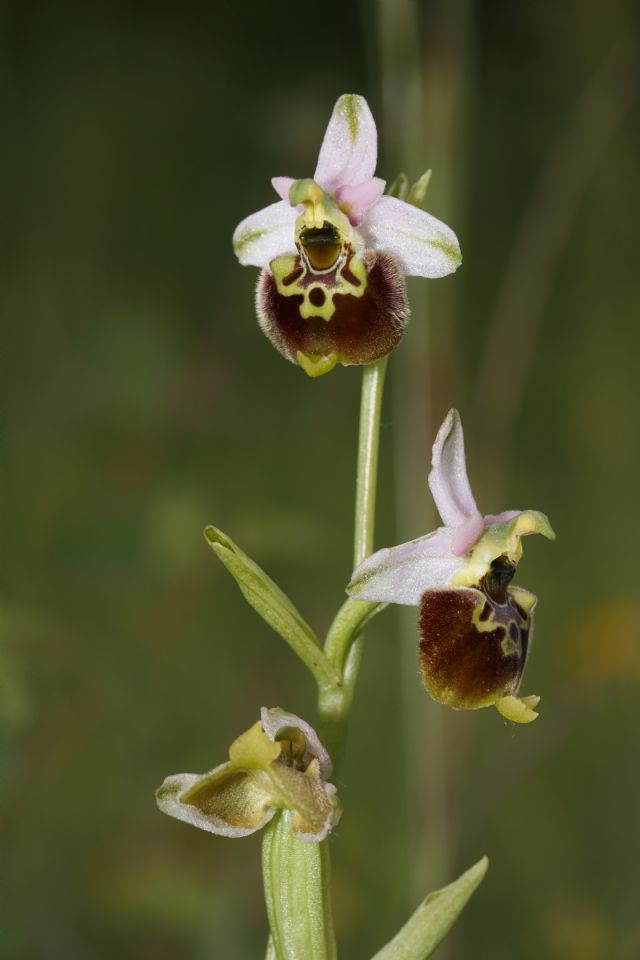 Serapias parviflora e ibridi (Mugello)